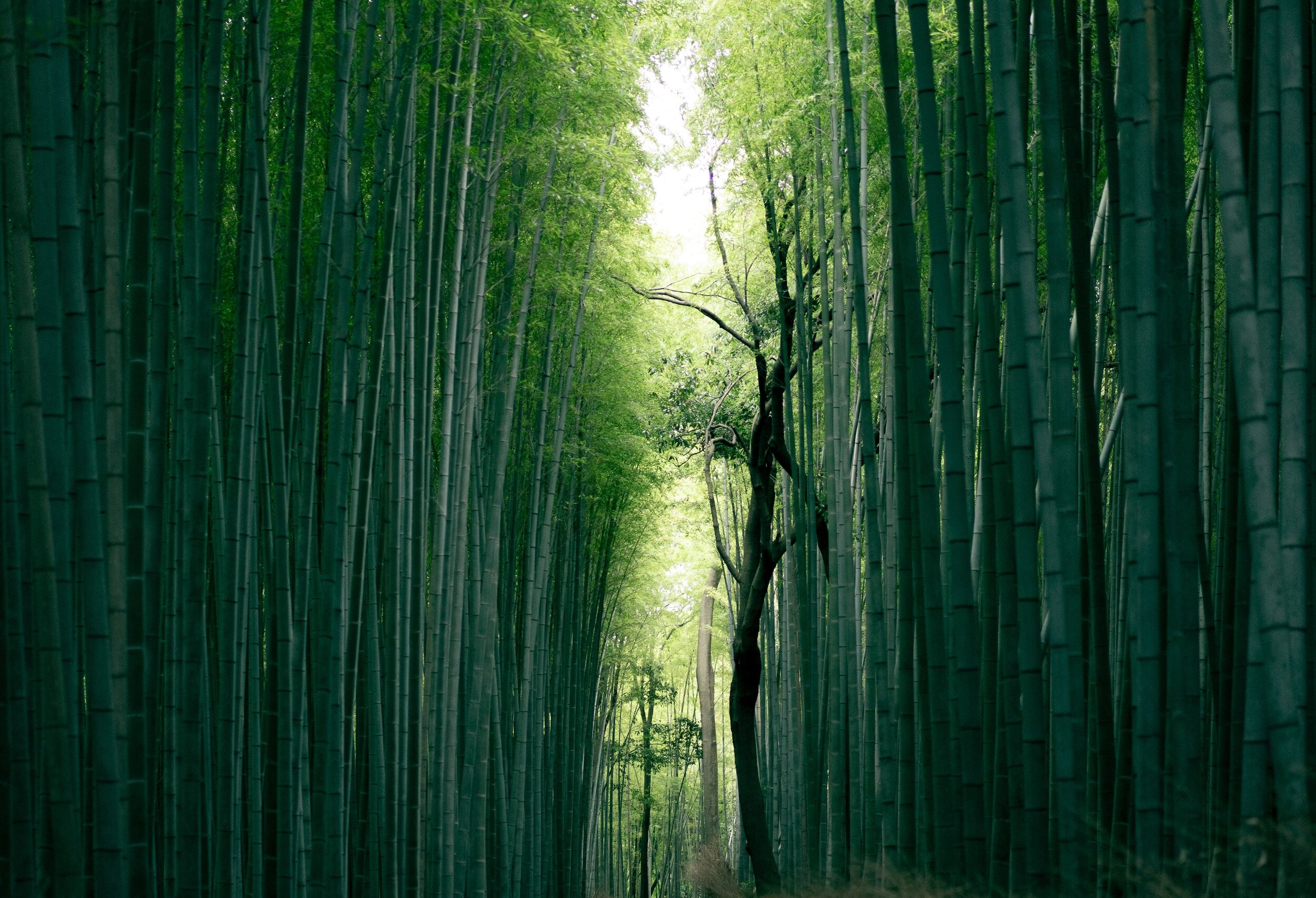 Tokyo, Japan
